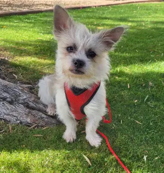 Yoda