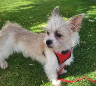 Yoda