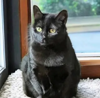 Missy