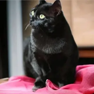 Missy