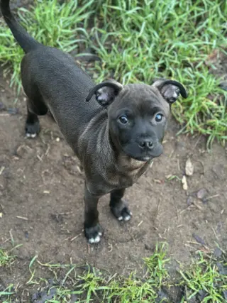 Aggie