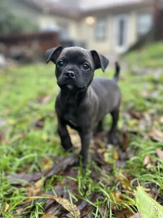 Aggie
