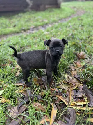 Aggie
