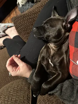 Aggie