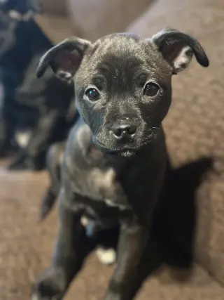 Aggie
