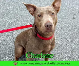 Charlene (Char)