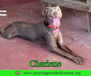 Charlene (Char)