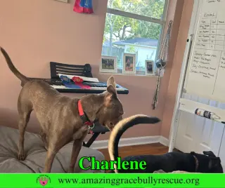 Charlene (Char)