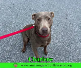 Charlene (Char)