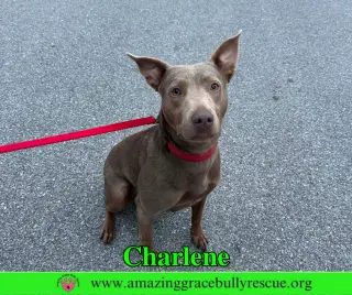 Charlene (Char)