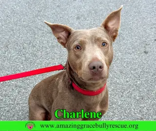 Charlene (Char)