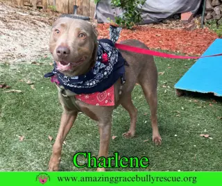 Charlene (Char)
