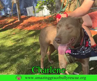 Charlene (Char)