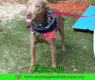 Charlene (Char)