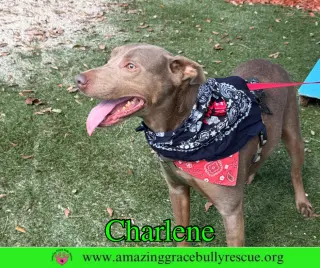 Charlene (Char)