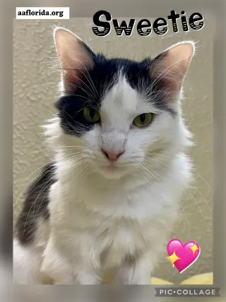 Sweetie *Cyd