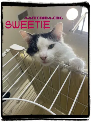 Sweetie *Cyd