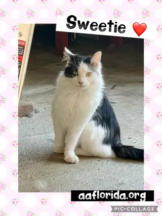 Sweetie *Cyd