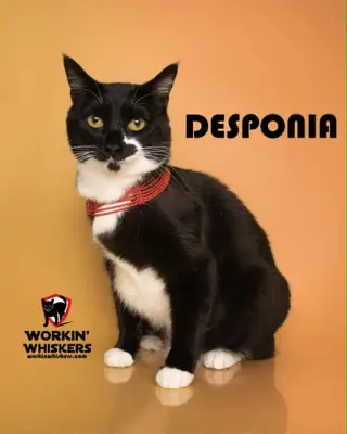 DESPONIA