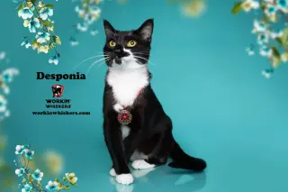 DESPONIA