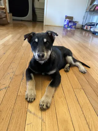 Ralphie/Max