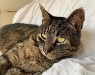 Luca