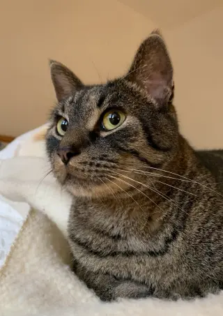 Luca