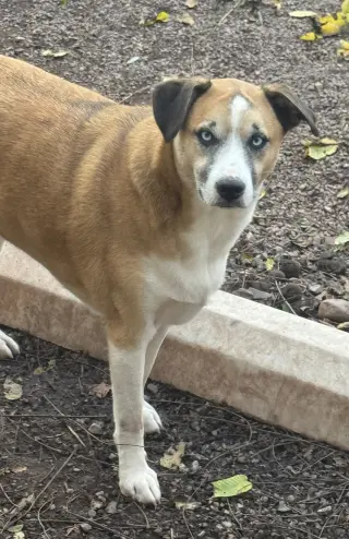 Brody