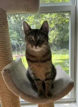 Nala