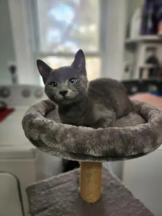 Ash