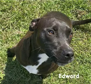 Edward