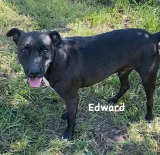 Edward