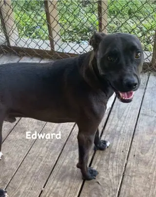 Edward