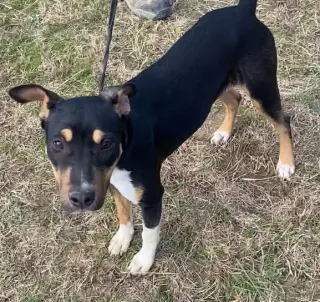 Nova