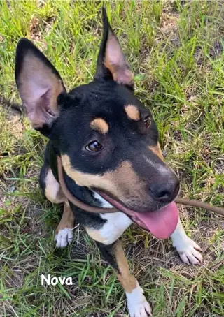 Nova