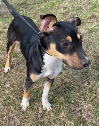 Nova