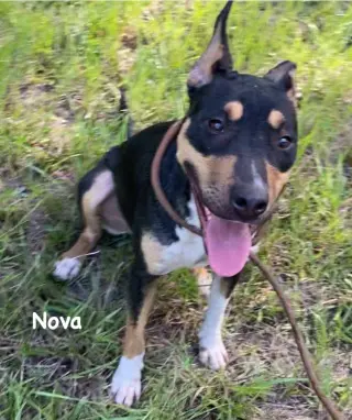 Nova