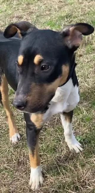 Nova