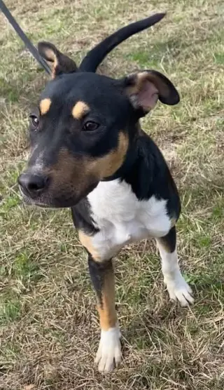 Nova
