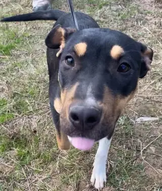 Nova
