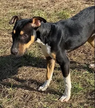 Nova