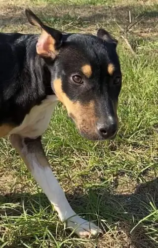 Nova