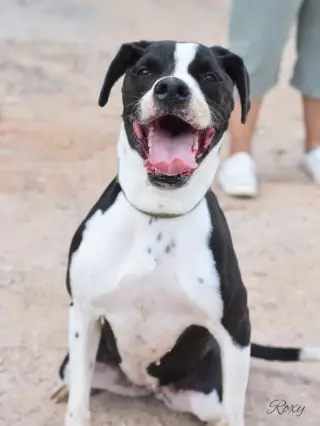 Roxy