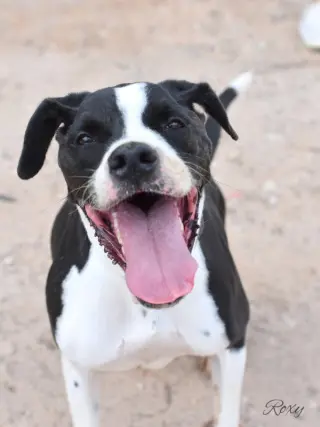 Roxy