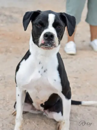 Roxy