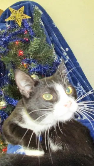 Sylvester