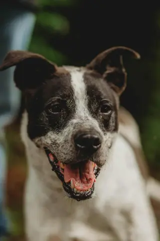 Nash