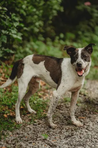 Nash