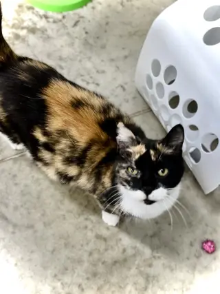 Daisy II