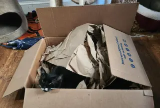 Olaf